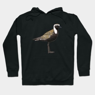 American Golden Plover illustration Hoodie